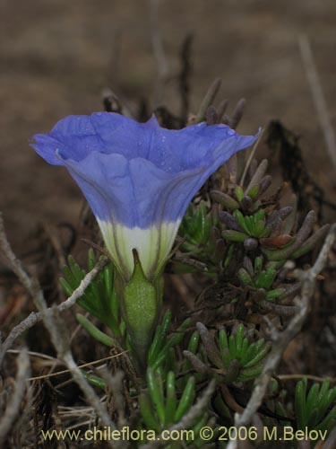 Imágen de Nolana sp. #1496 (). Haga un clic para aumentar parte de imágen.