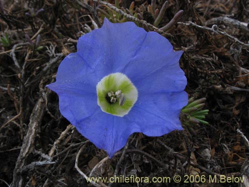 Imágen de Nolana sp. #1496 (). Haga un clic para aumentar parte de imágen.