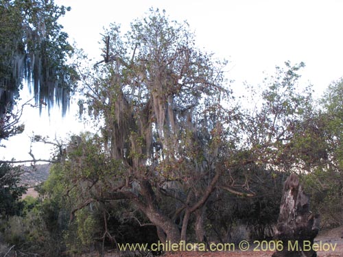 Schinus latifolius의 사진