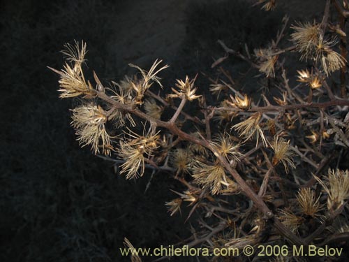 Bild von Aristeguietia salvia (Salvia macho / Pegajosa / Pega-pega). Klicken Sie, um den Ausschnitt zu vergrössern.