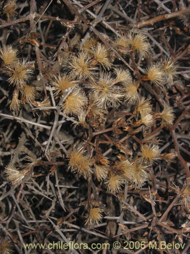 Imágen de Aristeguietia salvia (Salvia macho / Pegajosa / Pega-pega). Haga un clic para aumentar parte de imágen.