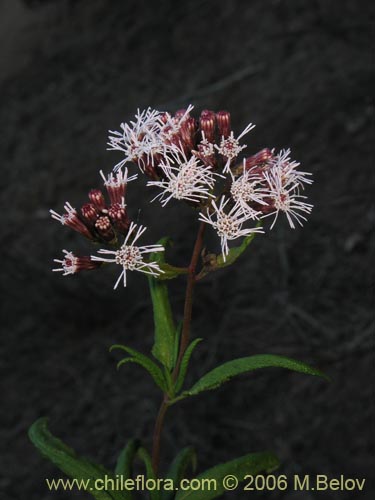Imágen de Aristeguietia salvia (Salvia macho / Pegajosa / Pega-pega). Haga un clic para aumentar parte de imágen.