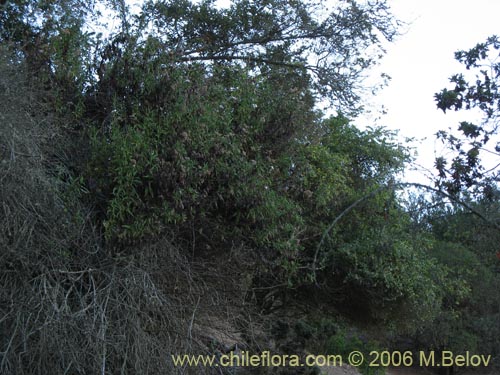 Imágen de Aristeguietia salvia (Salvia macho / Pegajosa / Pega-pega). Haga un clic para aumentar parte de imágen.
