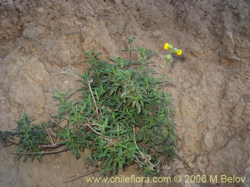 Calceolaria ascendens subsp. ascendens的照片