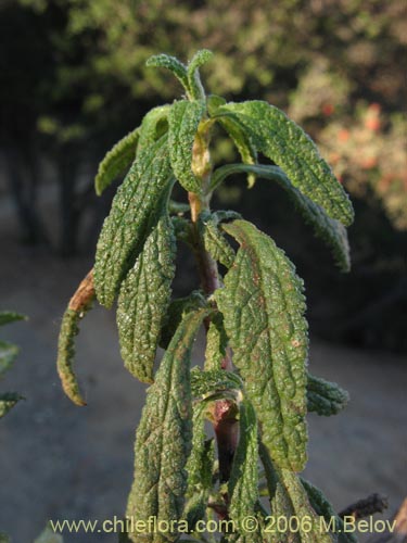 Calceolaria ascendens subsp. ascendens的照片