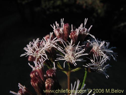 Imágen de Aristeguietia salvia (Salvia macho / Pegajosa / Pega-pega). Haga un clic para aumentar parte de imágen.
