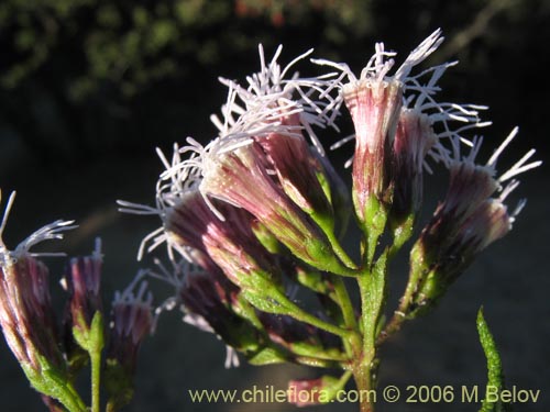 Imágen de Aristeguietia salvia (Salvia macho / Pegajosa / Pega-pega). Haga un clic para aumentar parte de imágen.