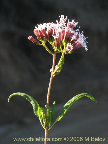 Imágen de Aristeguietia salvia (Salvia macho / Pegajosa / Pega-pega). Haga un clic para aumentar parte de imágen.