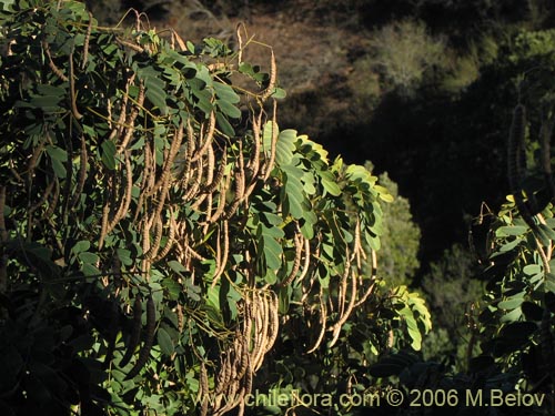 Image of Senna candolleana (Quebracho / Alcaparra). Click to enlarge parts of image.