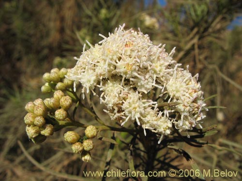 Image of Baccharis marginalis (). Click to enlarge parts of image.