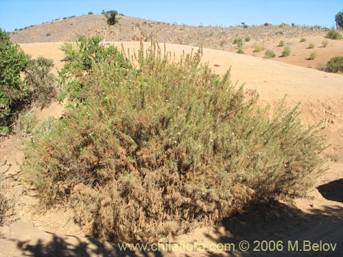 Image of Baccharis marginalis (). Click to enlarge parts of image.