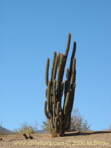 Image of Echinopsis chiloensis (Quisco). Click to enlarge parts of image.