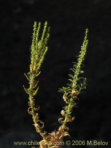 Image of Chenopodium multifidum (chenopodium). Click to enlarge parts of image.