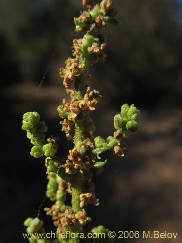 Image of Chenopodium multifidum (chenopodium). Click to enlarge parts of image.