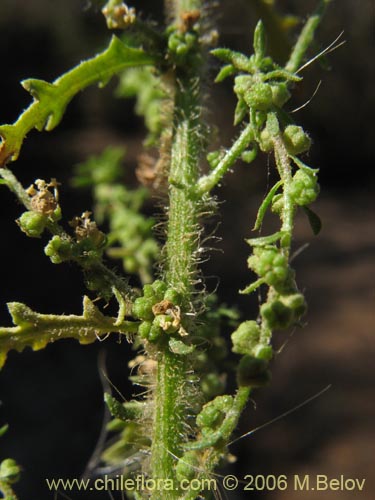 Image of Chenopodium multifidum (chenopodium). Click to enlarge parts of image.