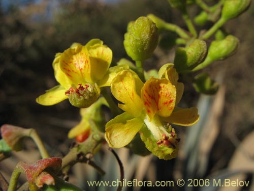 Image of Caesalpinia spinosa (Tara). Click to enlarge parts of image.