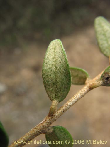 Image of Myrceugenia rufa (Hitigu). Click to enlarge parts of image.