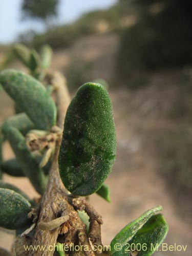 Image of Myrceugenia rufa (Hitigu). Click to enlarge parts of image.