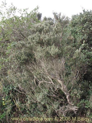 Image of Myrceugenia rufa (Hitigu). Click to enlarge parts of image.