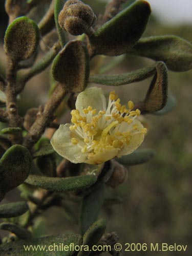 Image of Myrceugenia rufa (Hitigu). Click to enlarge parts of image.