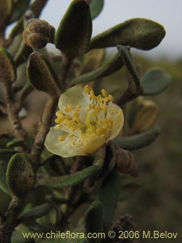 Image of Myrceugenia rufa (Hitigu). Click to enlarge parts of image.