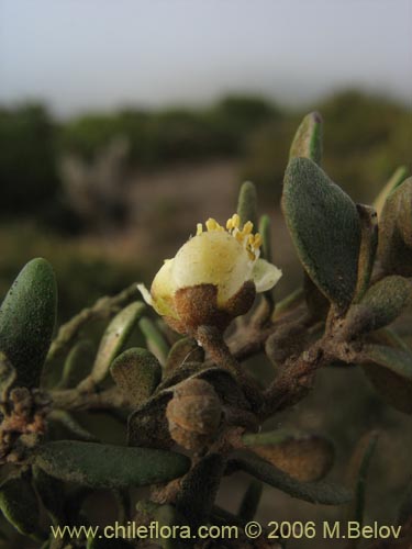 Image of Myrceugenia rufa (Hitigu). Click to enlarge parts of image.
