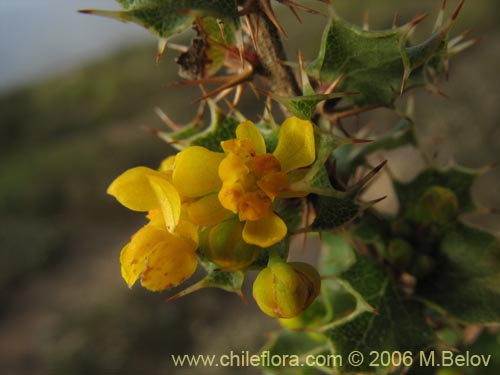 Berberis actinacanthaの写真