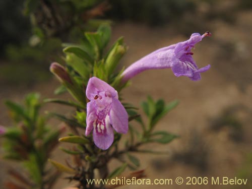 Satureja gilliesii의 사진