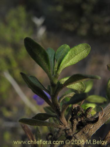 Satureja gilliesii의 사진