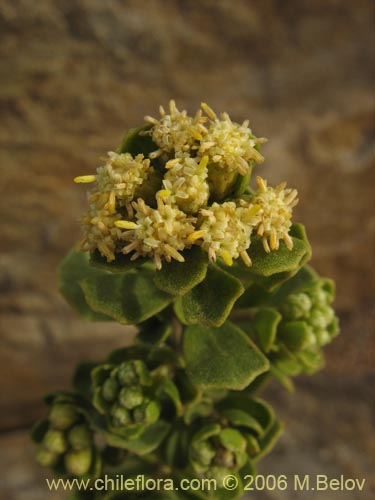 Image of Baccharis macraei (Vautro). Click to enlarge parts of image.