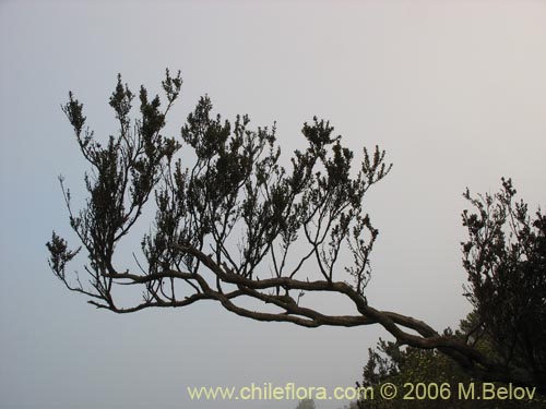 Image of Myrceugenia rufa (Hitigu). Click to enlarge parts of image.