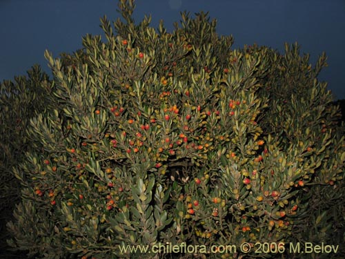 Myrceugenia correifolia의 사진