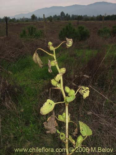 Bild von Xanthium cavanillesii (Clonqui / Abrojo). Klicken Sie, um den Ausschnitt zu vergrössern.