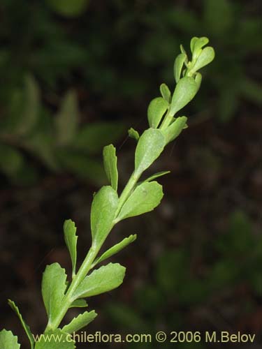 Image of Baccharis neaei (). Click to enlarge parts of image.