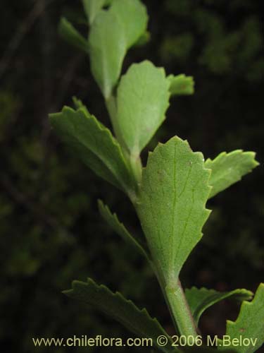 Image of Baccharis neaei (). Click to enlarge parts of image.