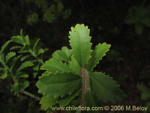 Image of Baccharis neaei (). Click to enlarge parts of image.