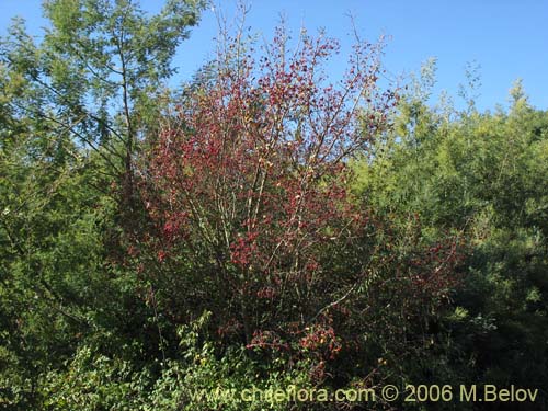 Image of Crataegus monogyna (Crategus / Peumo alemán / Peumo extranjero). Click to enlarge parts of image.