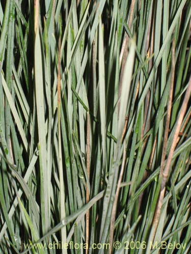Image of Festuca acanthophylla (). Click to enlarge parts of image.