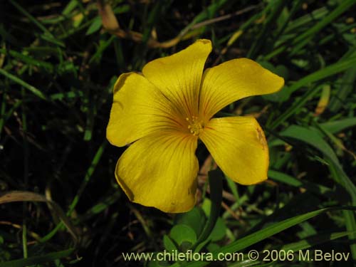 Oxalis mallobolva.の写真