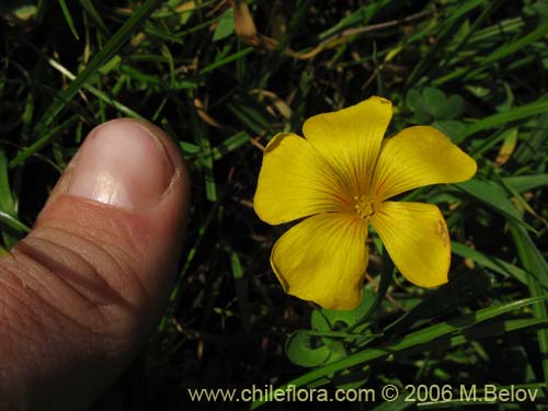Oxalis mallobolva.의 사진
