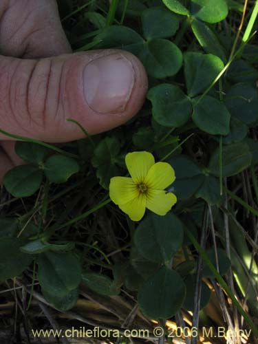 Oxalis carnosa var. carnosa의 사진