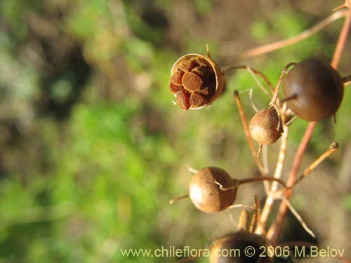 没断定的植物 sp. #1583的照片