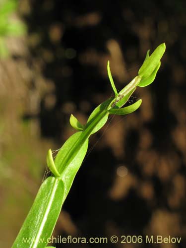 Bild von Baccharis sagittalis (Verbena de tres esquinas). Klicken Sie, um den Ausschnitt zu vergrössern.