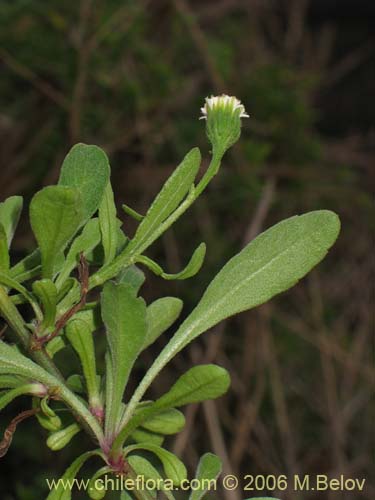 Image of Bellis perennis (Margarita de los prados / Margaritilla / Primavera). Click to enlarge parts of image.