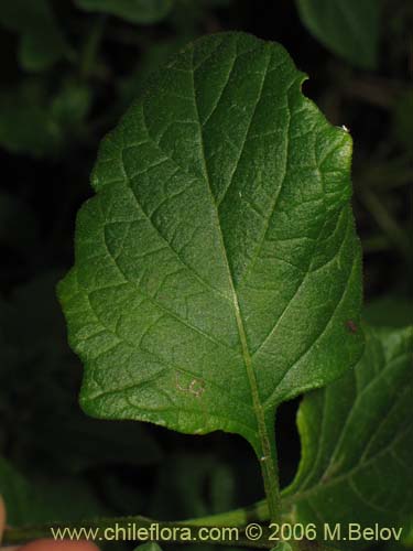 Image of Solanum maglia (Papa cimarrona). Click to enlarge parts of image.