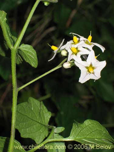 Image of Solanum maglia (Papa cimarrona). Click to enlarge parts of image.
