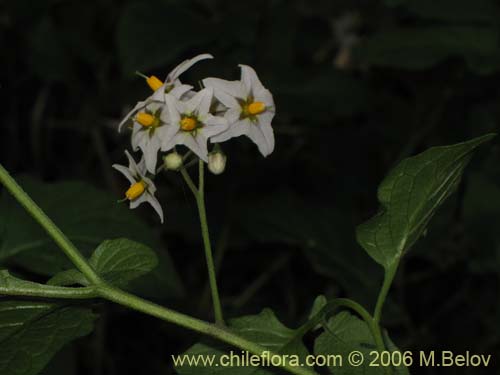 Image of Solanum maglia (Papa cimarrona). Click to enlarge parts of image.