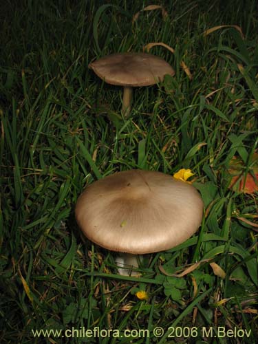 未確認の植物種 sp. #2277の写真