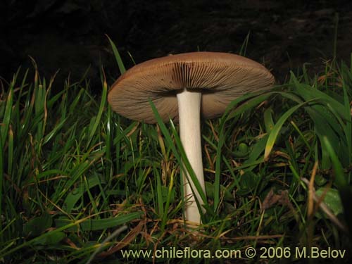 未確認の植物種 sp. #2277の写真