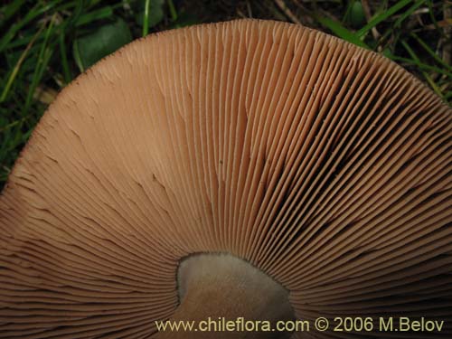 未確認の植物種 sp. #2277の写真